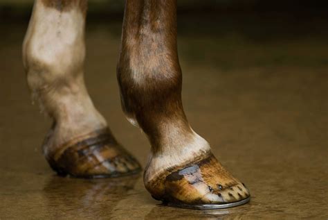 Unleashing the Power of the Magic Pad: Enhancing the Performance of Barefoot Equines